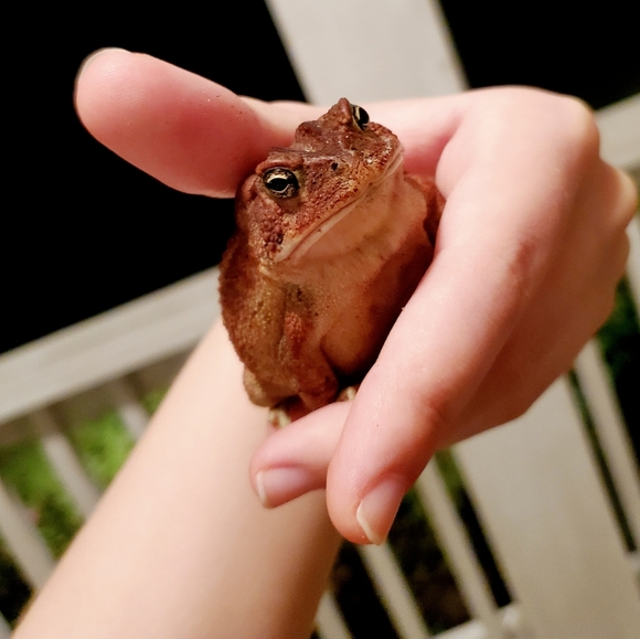 Meet your Posher, Baby Lucifer - Picture 10 of 16